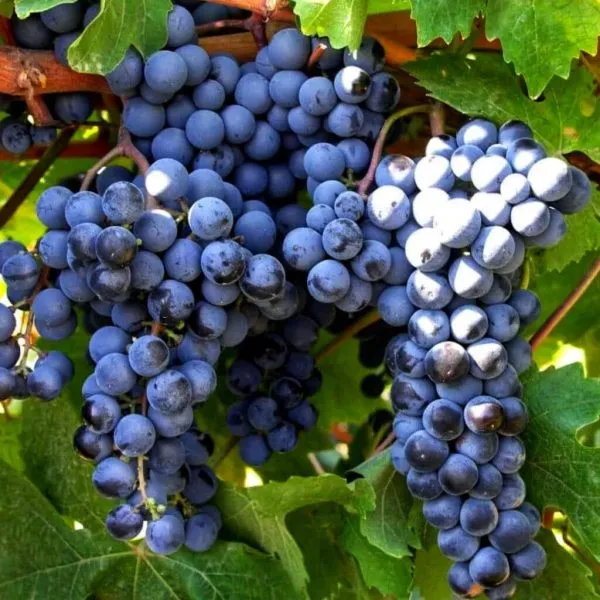 muskat-gamburgskiy-main-228784