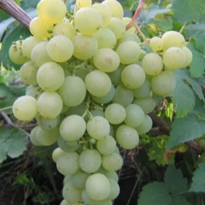 muskat-kuybyshevskiy-2-232916