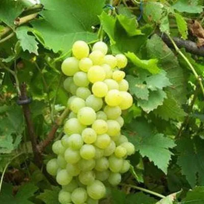 muskat-kuybyshevskiy-3-232916