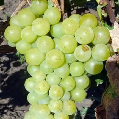 muskat-kuybyshevskiy-main-232916