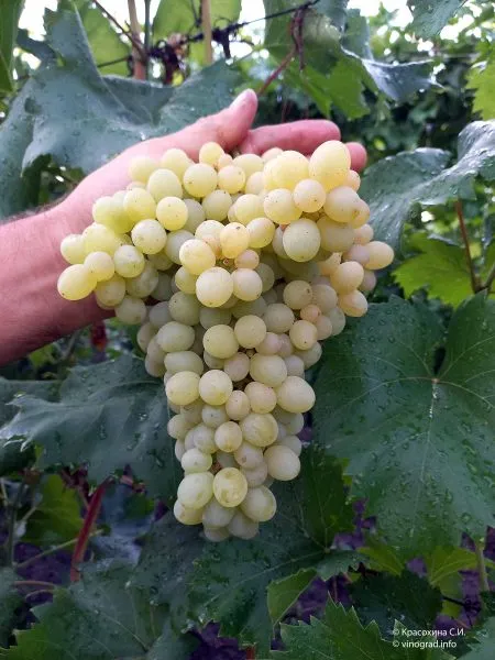 muskat-vengerskiy-2-234028