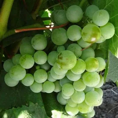 muskat-vengerskiy-3-234028