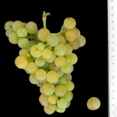 muskat-vengerskiy-4-234028