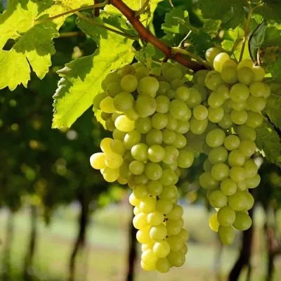 muskat-vengerskiy-5-234028