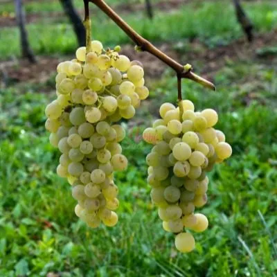 muskat-vengerskiy-6-234028