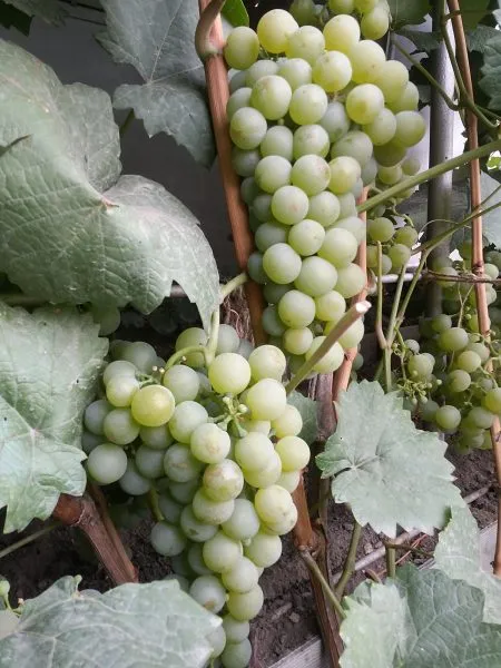 muskat-vengerskiy-main-234028