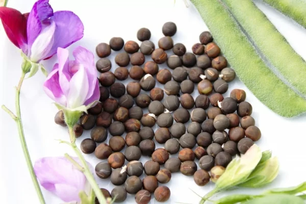 Душистый горошек: как и когда сеять на рассаду и в грунт