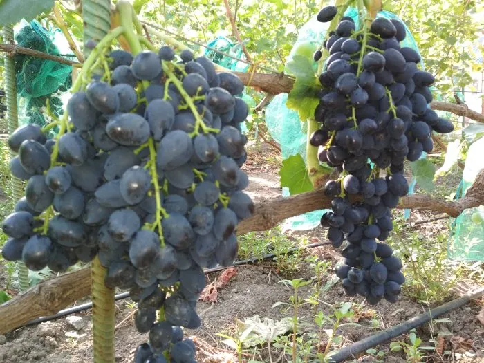 nadezhda-rannyaya-1-234891