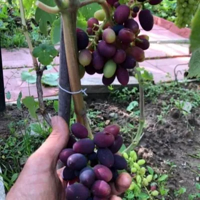 nadezhda-rannyaya-4-234891