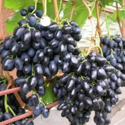 nadezhda-rannyaya-6-234891