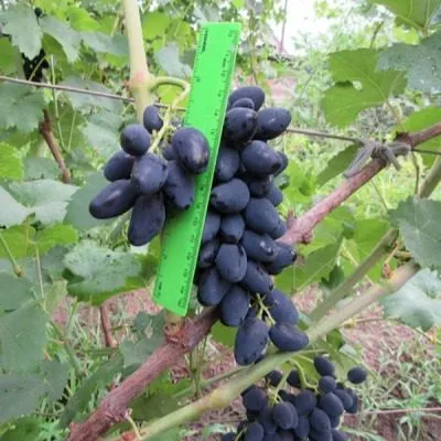 nadezhda-rannyaya-7-234891