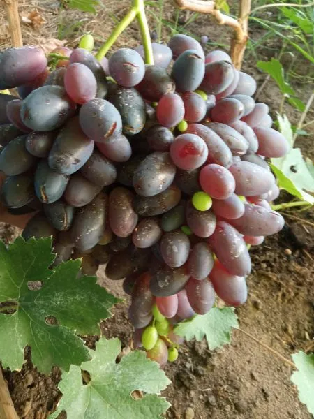 nahodka-kalugina-2-235211