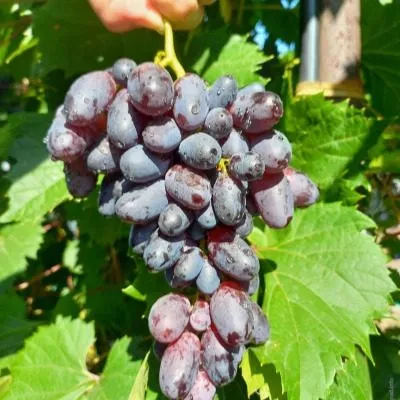 nahodka-kalugina-3-235211