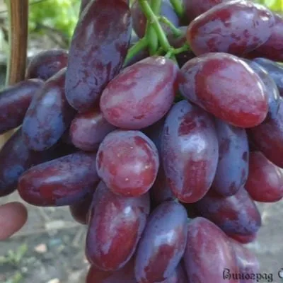 nahodka-kalugina-4-235211