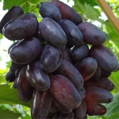 nahodka-kalugina-5-235211