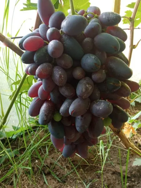 nahodka-kalugina-main-235211