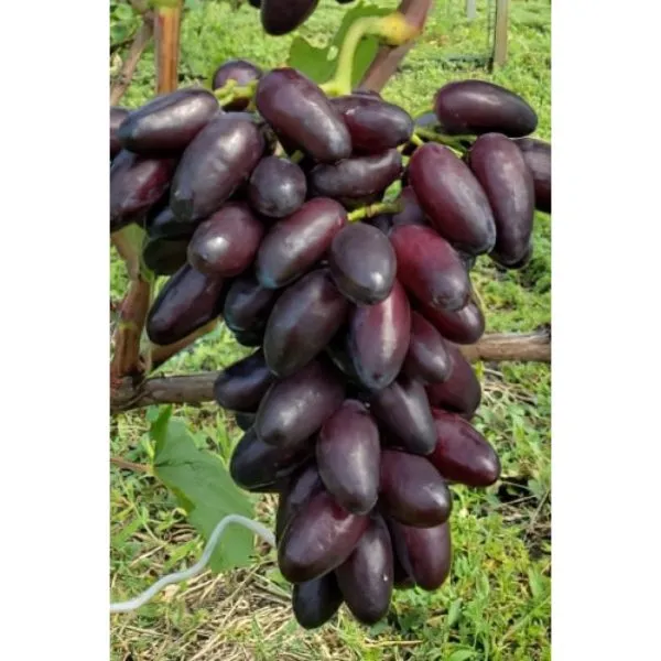 nayt-byuti-main-231030