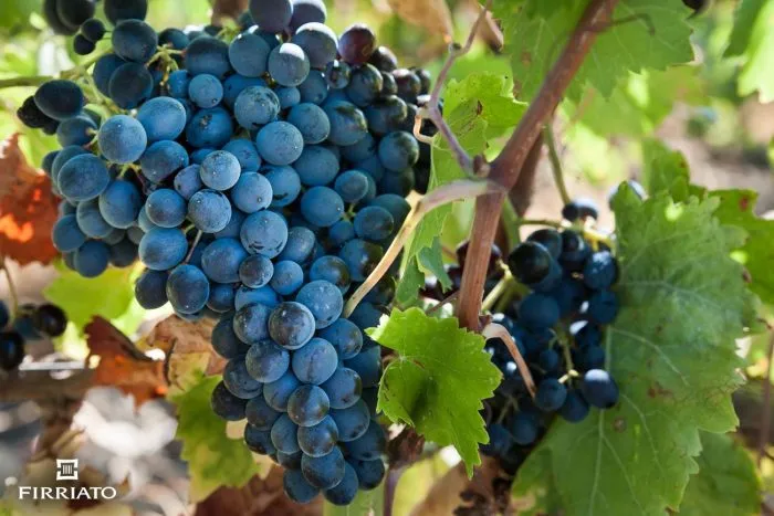 nero-d-avola-1-238789