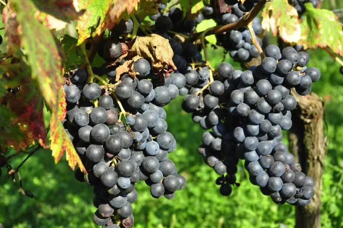 nero-d-avola-3-238789