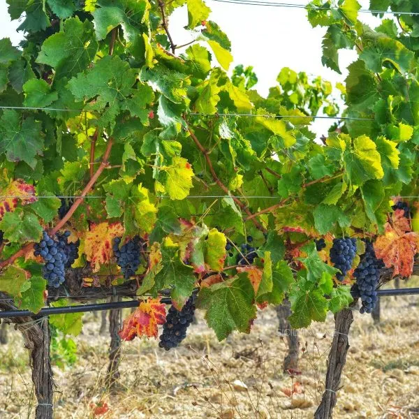 nero-d-avola-4-238789