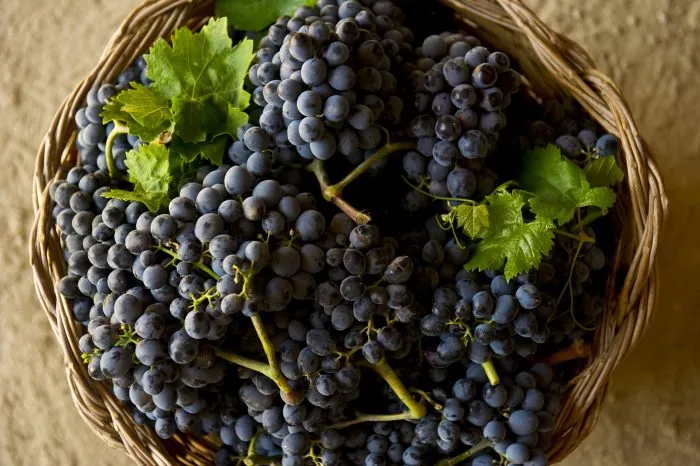 nero-d-avola-5-238789