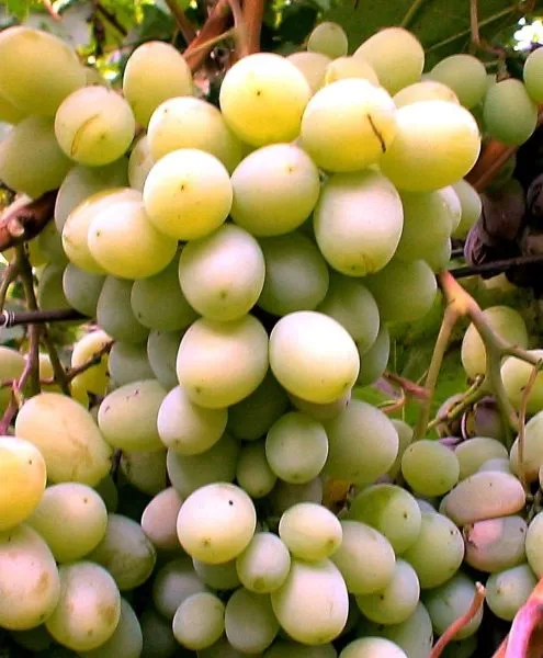 novyy-podarok-zaporozhyu-2-234615