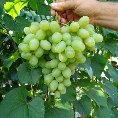 novyy-podarok-zaporozhyu-3-234615