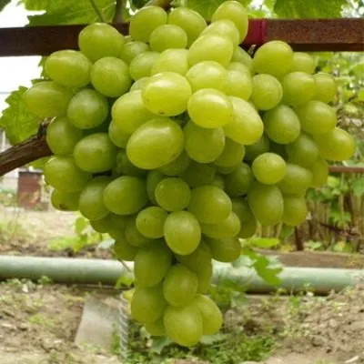 novyy-podarok-zaporozhyu-5-234615