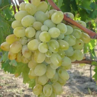 novyy-podarok-zaporozhyu-6-234615