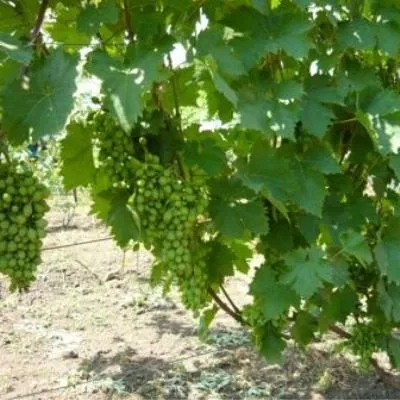 novyy-podarok-zaporozhyu-7-234615