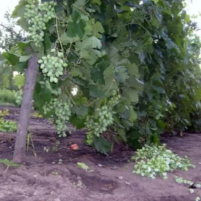 novyy-podarok-zaporozhyu-8-234615