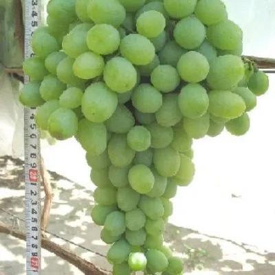 novyy-podarok-zaporozhyu-9-234615