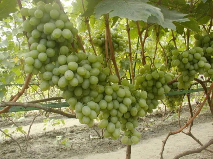 novyy-podarok-zaporozhyu-main-234615