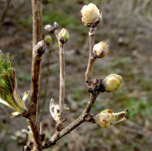 почковый клещ на смородине