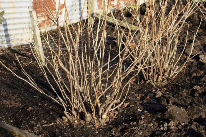 голый куст смородины весной