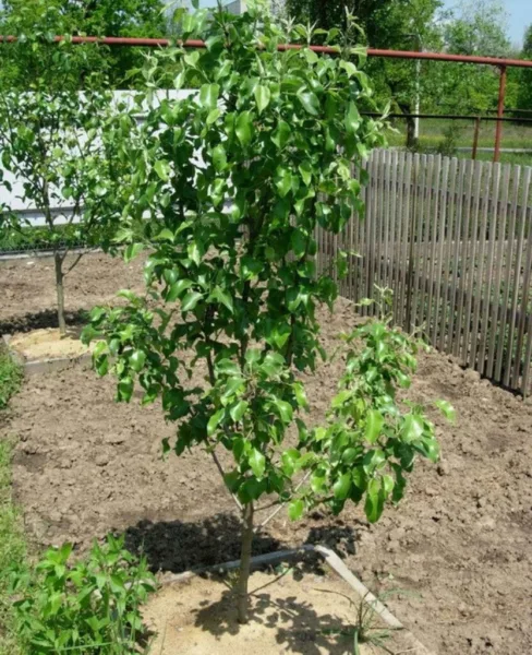 молодая груша в саду