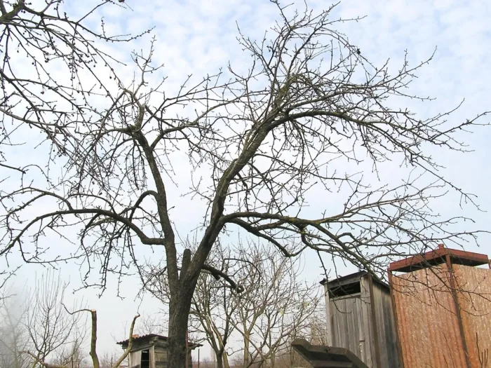 старая груша с загущенной кроной