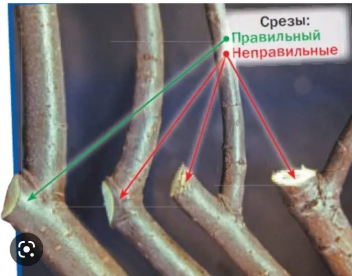 срез на кольцо груши