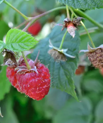 куст малины после плодоношения