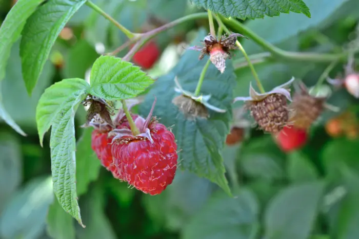 куст малины после плодоношения
