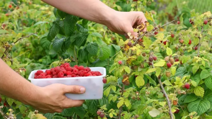 сбор последних ягод малины