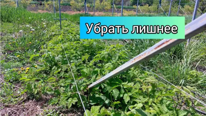 прореживание молодой малины
