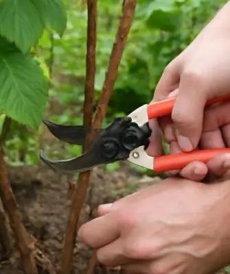 обрезка побега малины секатором