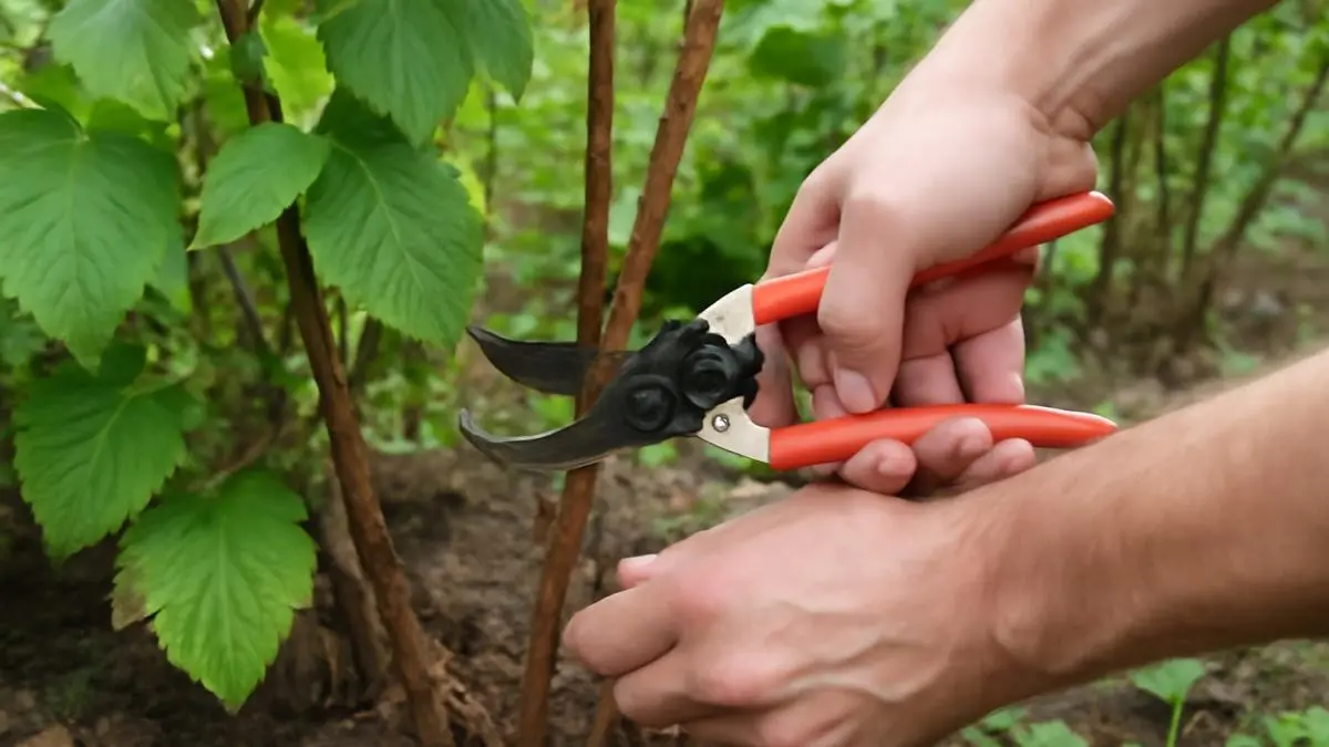 обрезка побега малины секатором