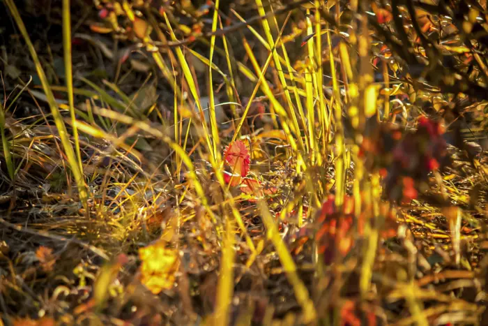 пожелтевшие осенью стебли многолетников