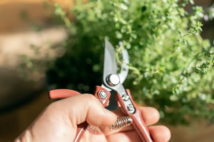 садовый секатор в руках