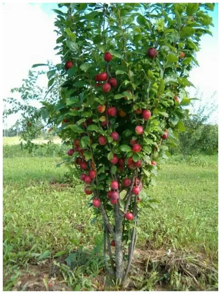 густая крона сливы