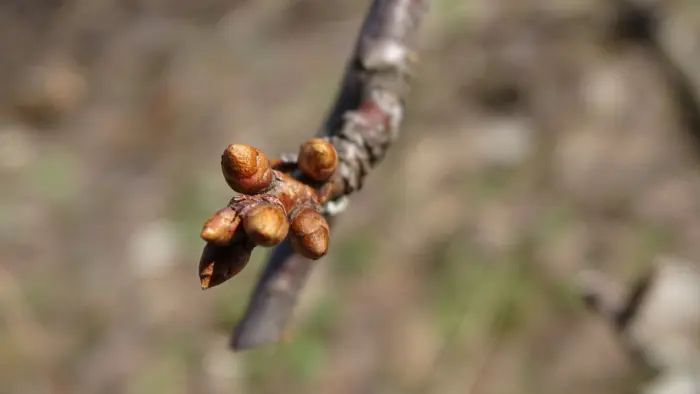 спящие почки на ветке