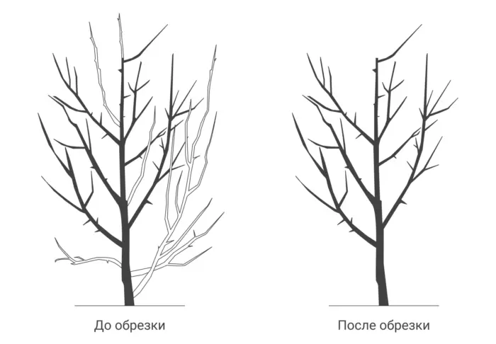 схема обрезки сливы
