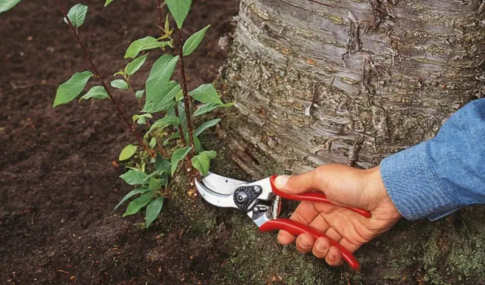 корневая поросль сливы